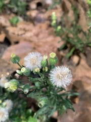 Erigeron bonariensis