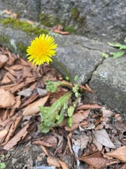 Taraxacum officinale