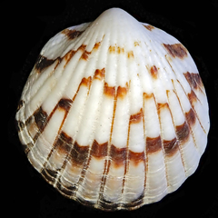 Tucetona pectunculus