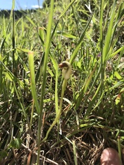 Pterostylis pedunculata