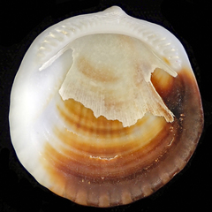 Tucetona pectunculus