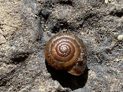 Vespericola armigera