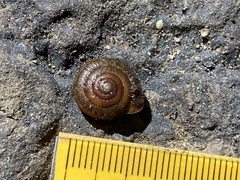 Vespericola armigera