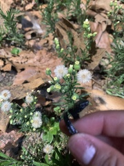 Erigeron bonariensis