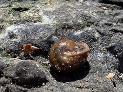 Vespericola armigera