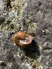 Vespericola armigera