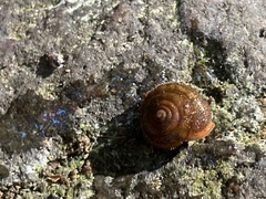 Vespericola armigera