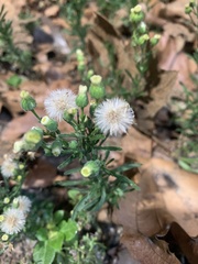 Erigeron bonariensis
