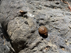 Vespericola armigera