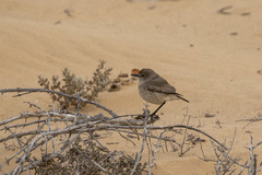 Emarginata tractrac