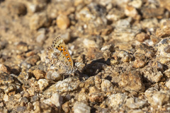 Aloeides damarensis