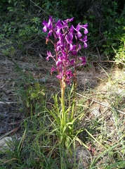 Anacamptis laxiflora