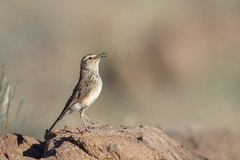 Certhilauda subcoronata
