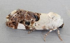 Tarache toddi