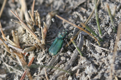 Cicindela amargosae