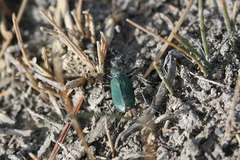 Cicindela amargosae