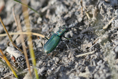 Cicindela amargosae
