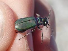 Cicindela amargosae