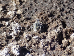 Cicindela tenuicincta