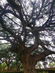 Ficus crocata