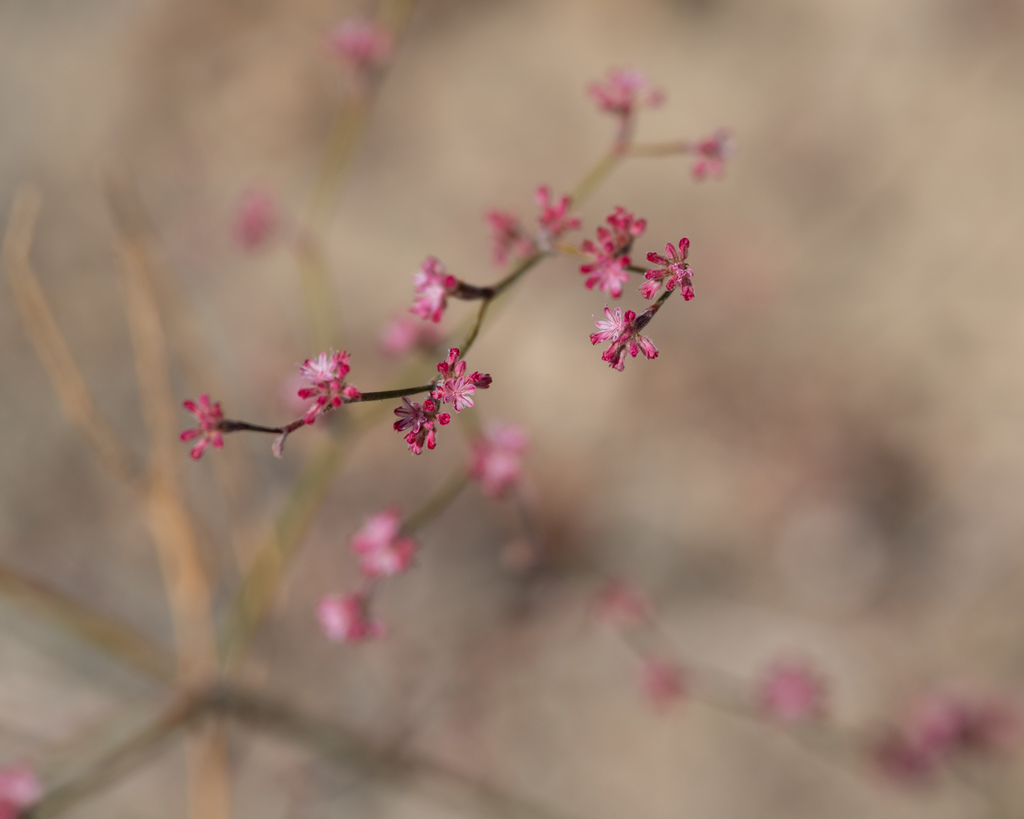 Chaparral Wild Buckwheat From Lake California United States On October At Pm By