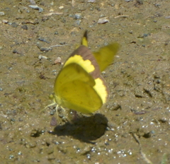 Papilionoidea