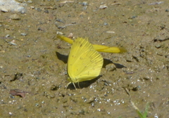 Papilionoidea