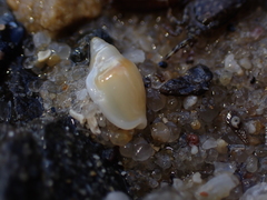 Tasmanian Margin Shell