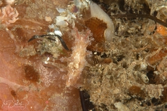 Kaloplocamus ramosus image