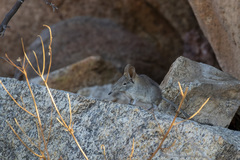 Elephantulus rupestris