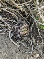 Dudleya cultrata
