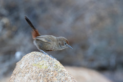 Euryptila subcinnamomea