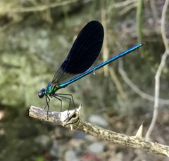 Calopteryx splendens intermedia