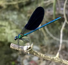 Calopteryx splendens intermedia