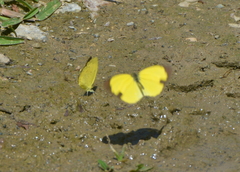 Papilionoidea