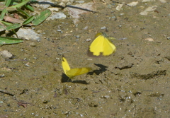 Papilionoidea
