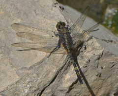 Orthetrum serapia