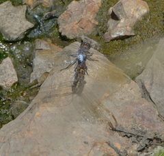 Orthetrum caledonicum