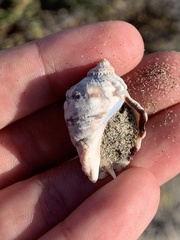 Mexacanthina