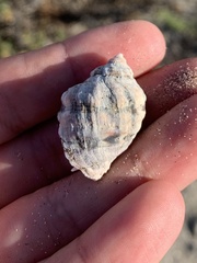 Mexacanthina