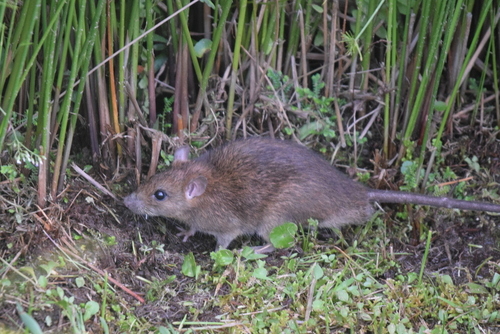 Oriental House Rat | Native Nature