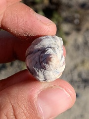 Mexacanthina