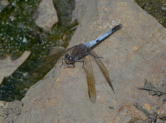 Orthetrum caledonicum