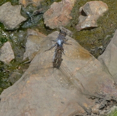 Orthetrum caledonicum