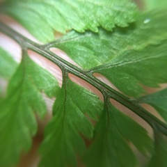 Athyrium tripinnatum