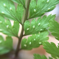 Athyrium tripinnatum
