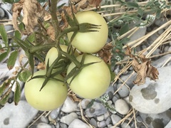 Solanum lycopersicum lycopersicum
