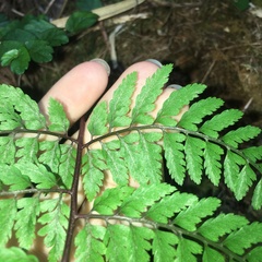 Athyrium tripinnatum