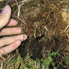 Athyrium tripinnatum