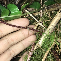 Athyrium tripinnatum